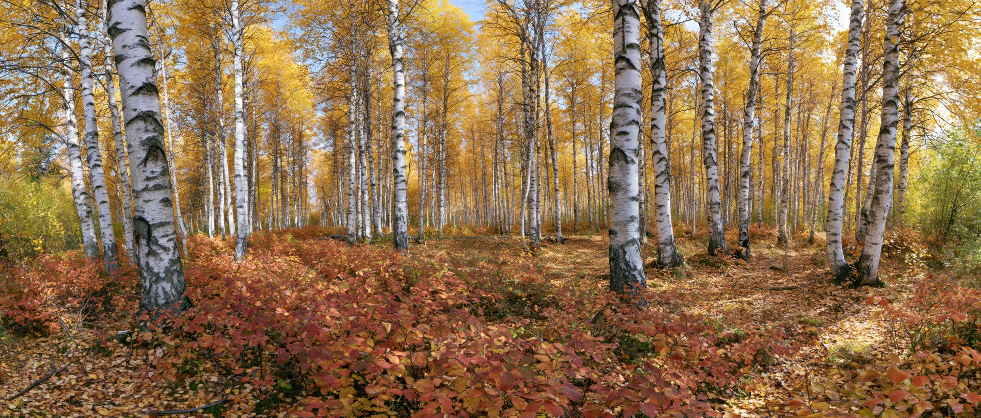 Birch trees with white bark and golden autumn foliage in a forest grove