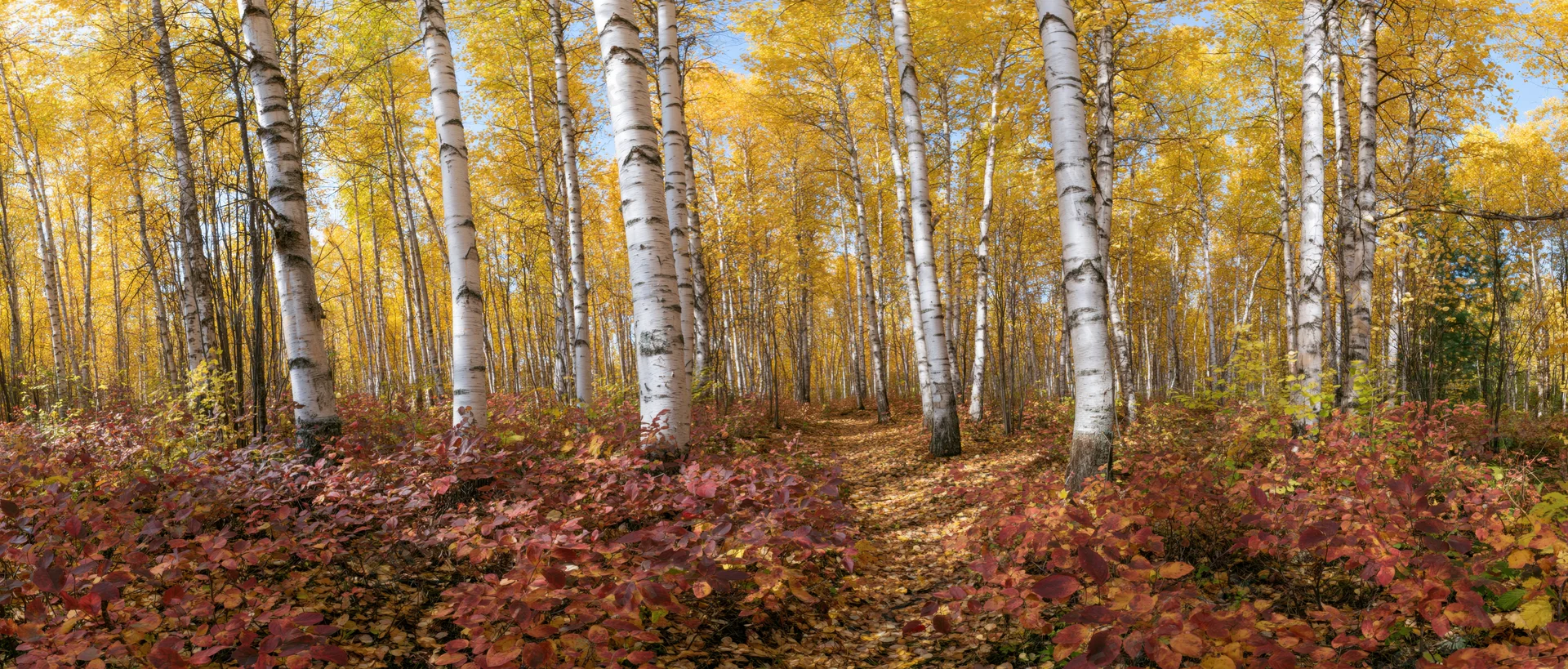 Birch trees with white trunks and yellow foliage lining a path through a forest in autumn
