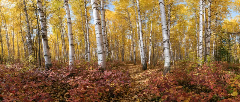 Birch trees with white trunks and yellow foliage lining a path through a forest in autumn