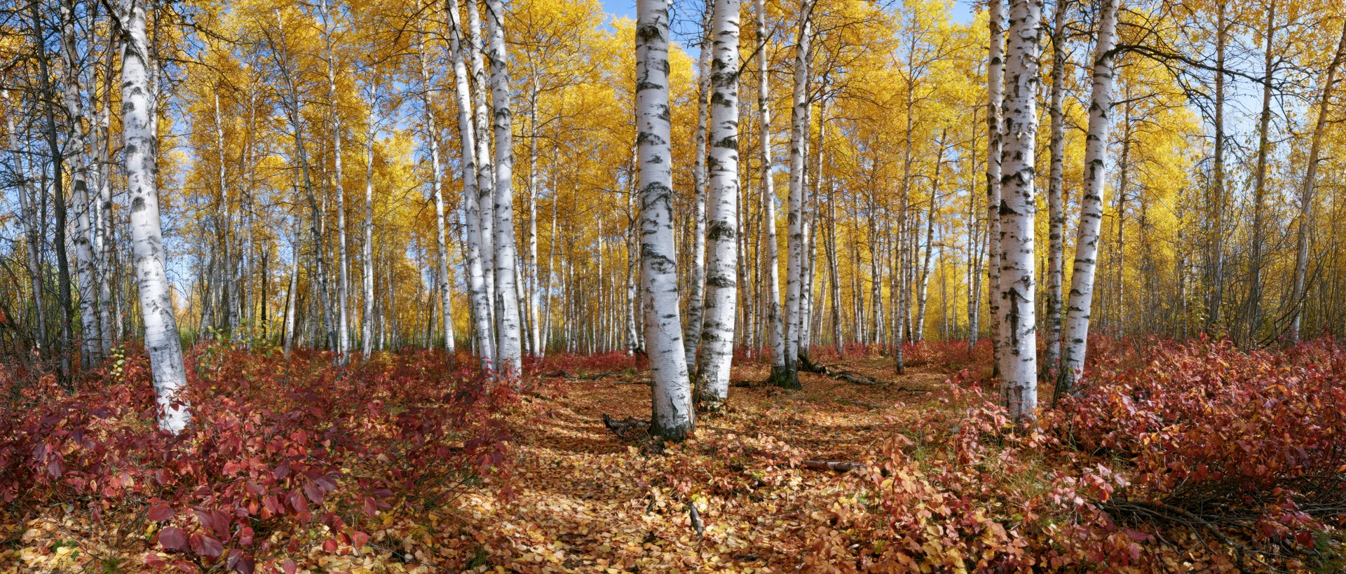 Birch trees with white bark and yellow foliage in autumn forest grove with red underbrush and leaf-covered ground