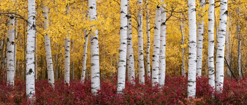 Birch trees with white trunks and yellow leaves in autumn forest grove with red shrubs at ground level