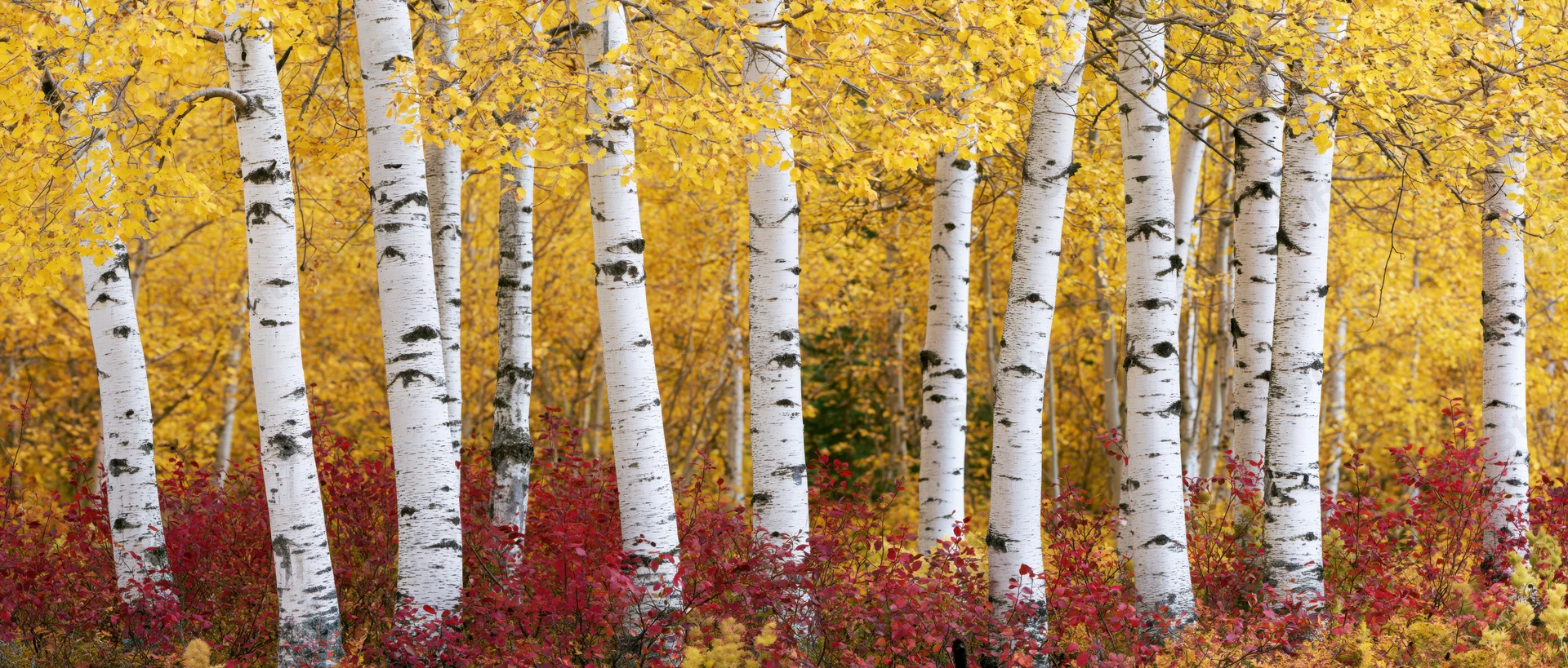 Birch trees with white trunks and yellow leaves in autumn forest grove with red groundcover