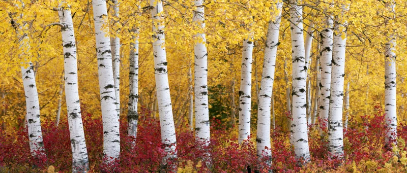 Birch trees with white trunks and yellow leaves in autumn forest grove with red groundcover