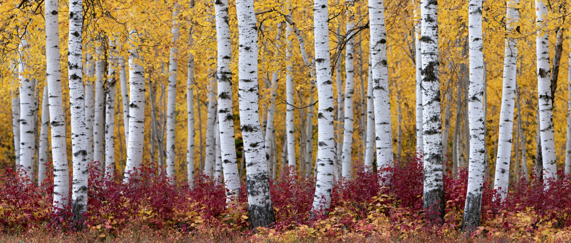 Birch trees with white trunks and yellow foliage in autumn forest grove