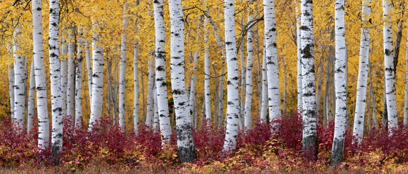 Birch trees with white trunks and yellow foliage in autumn forest grove