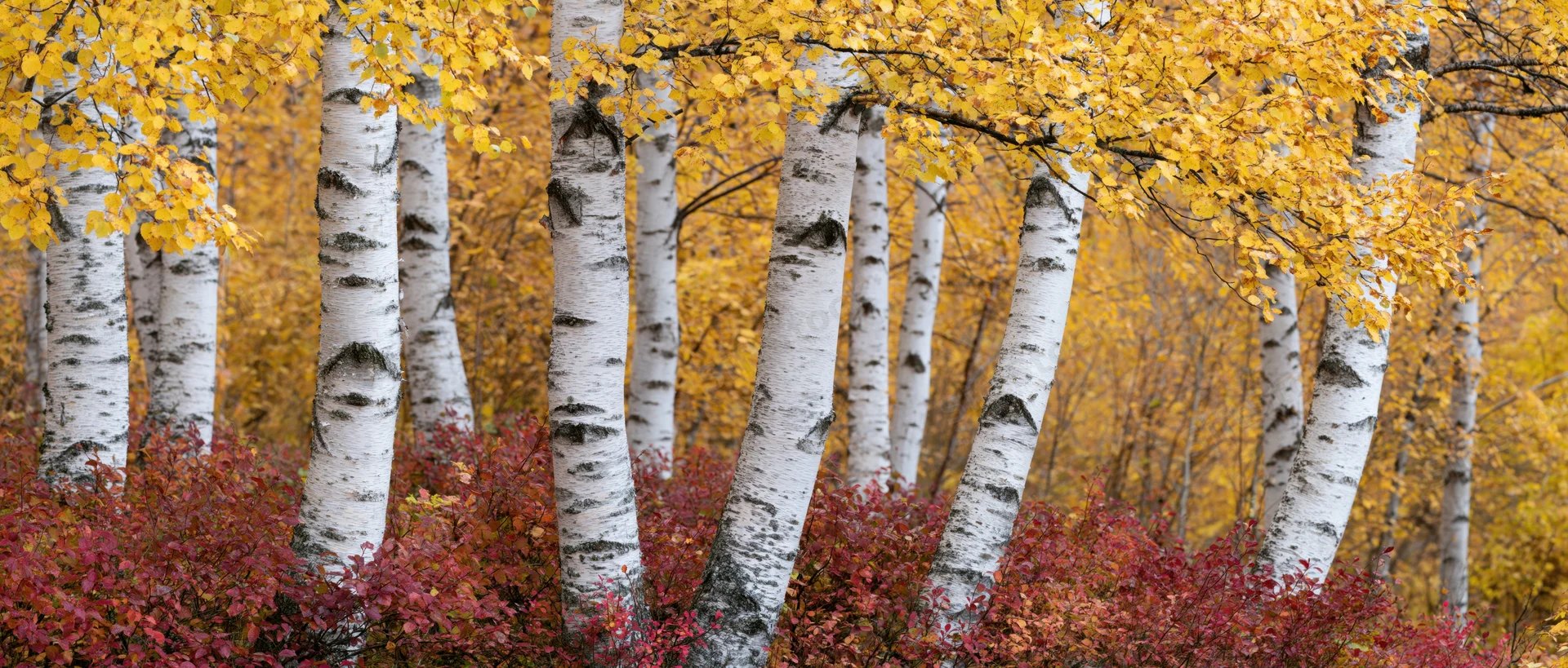 Birch trees with white bark and yellow autumn leaves in a forest grove