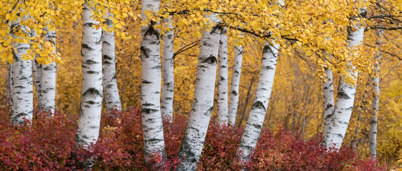 Birch trees with white bark and yellow autumn leaves in a forest grove