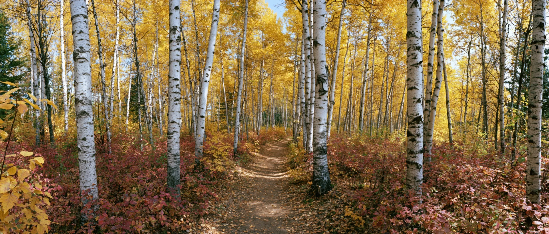 Narrow dirt path winding through a birch forest in peak autumn color