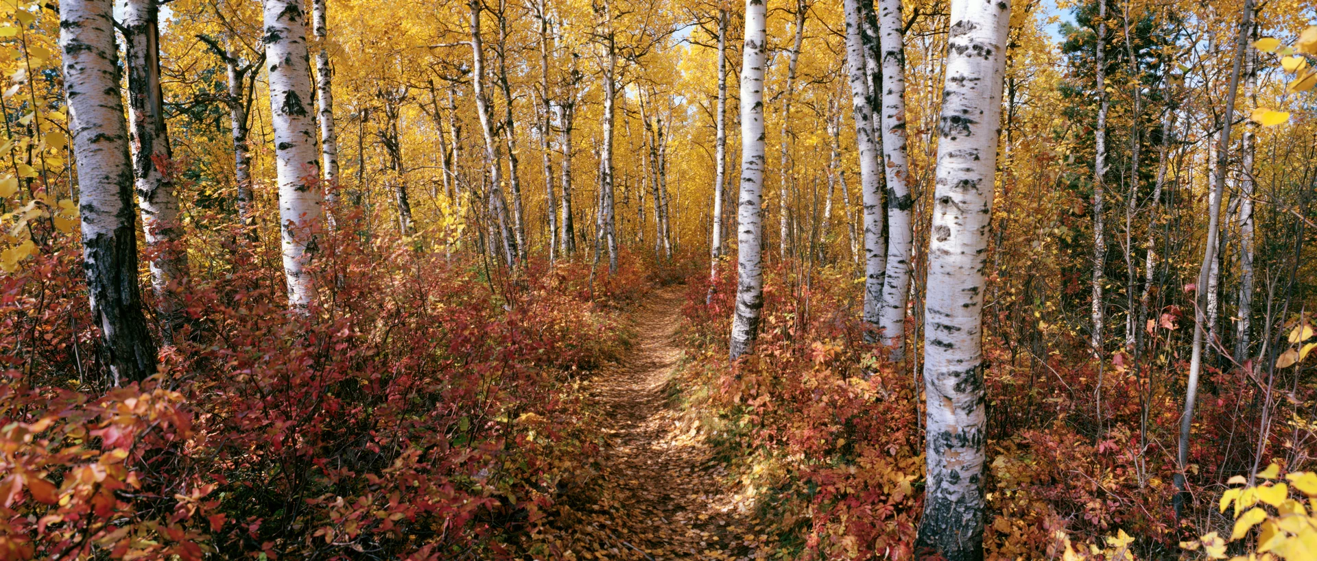 Narrow dirt path winding through birch forest in peak autumn color