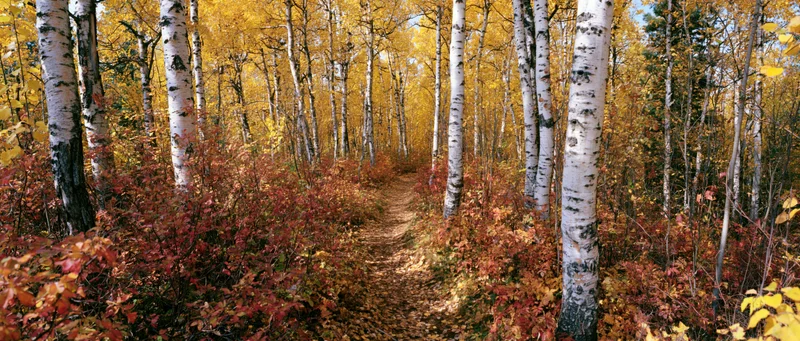 Narrow dirt path winding through birch forest in peak autumn color