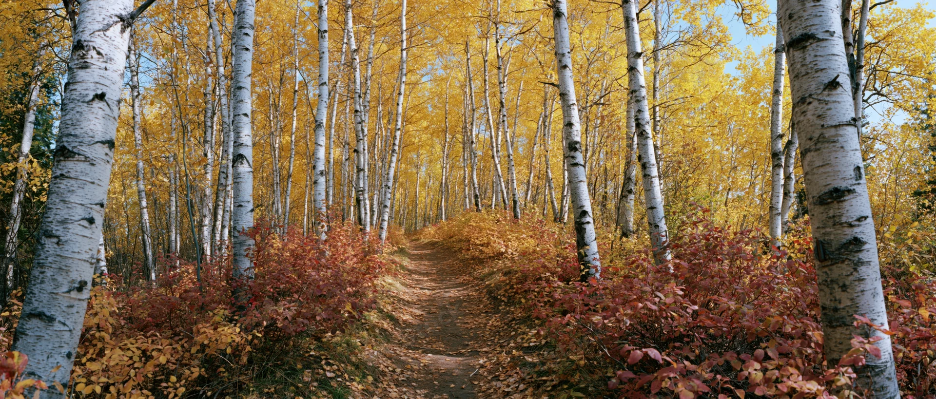 Narrow dirt path winding through birch forest in peak autumn color