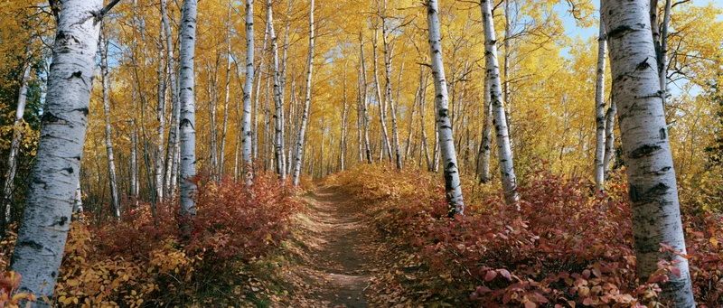 Narrow dirt path winding through birch forest in peak autumn color