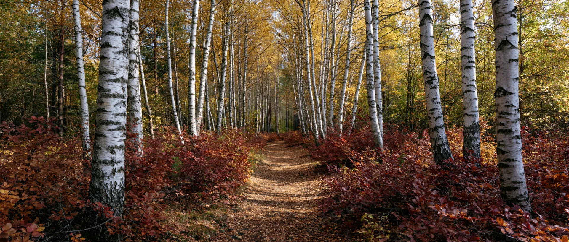 Narrow dirt path winding through birch forest with white-barked trees and autumn foliage on either side