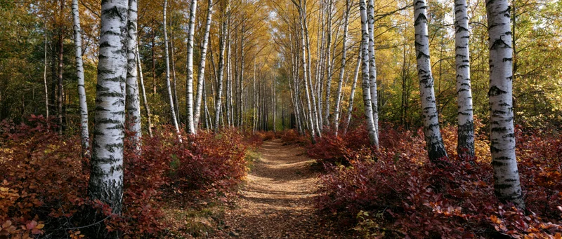 Narrow dirt path winding through birch forest with white-barked trees and autumn foliage on either side