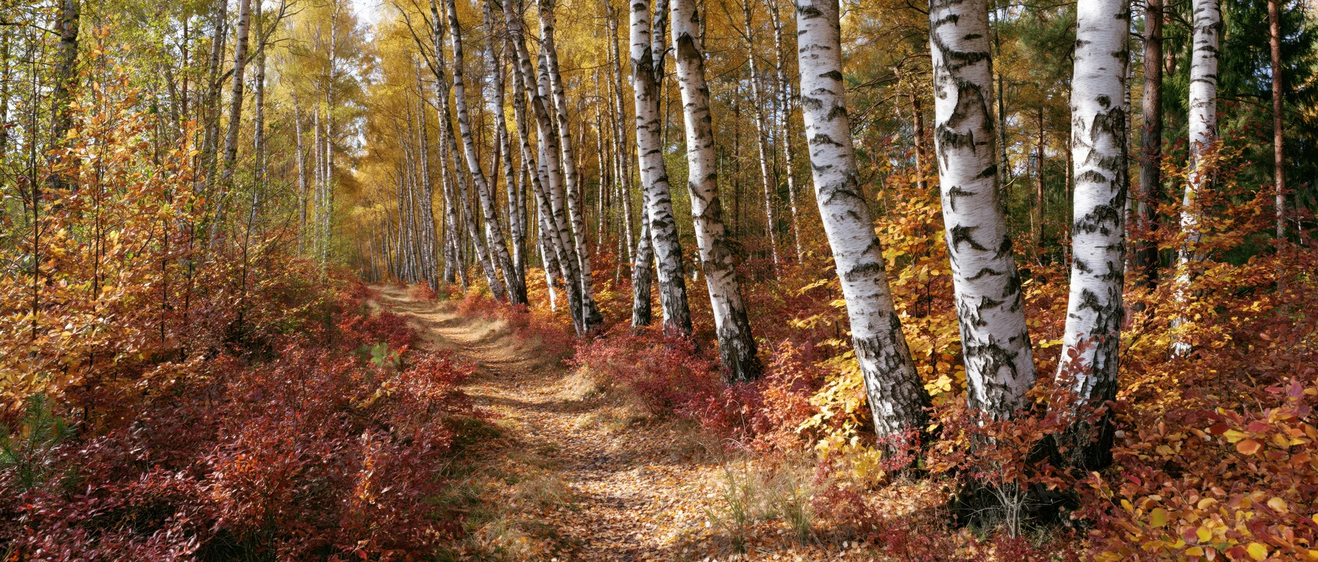 Path winding through birch forest with white-barked trees and autumn foliage