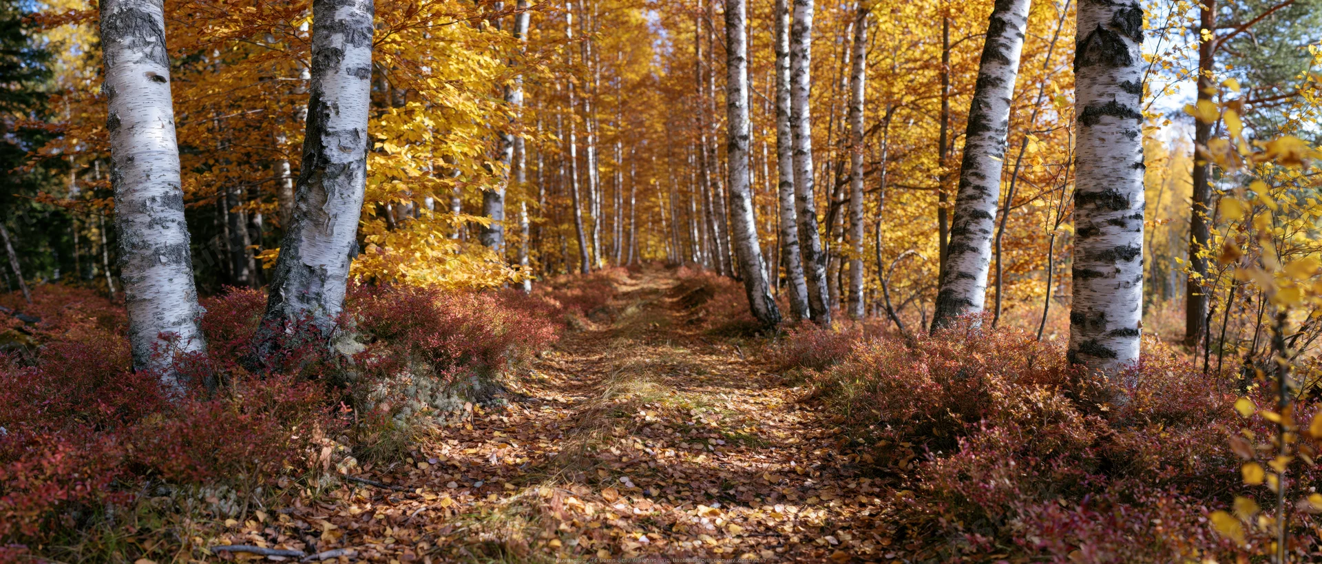 Narrow dirt path winding through birch forest with white-barked trees and golden autumn foliage