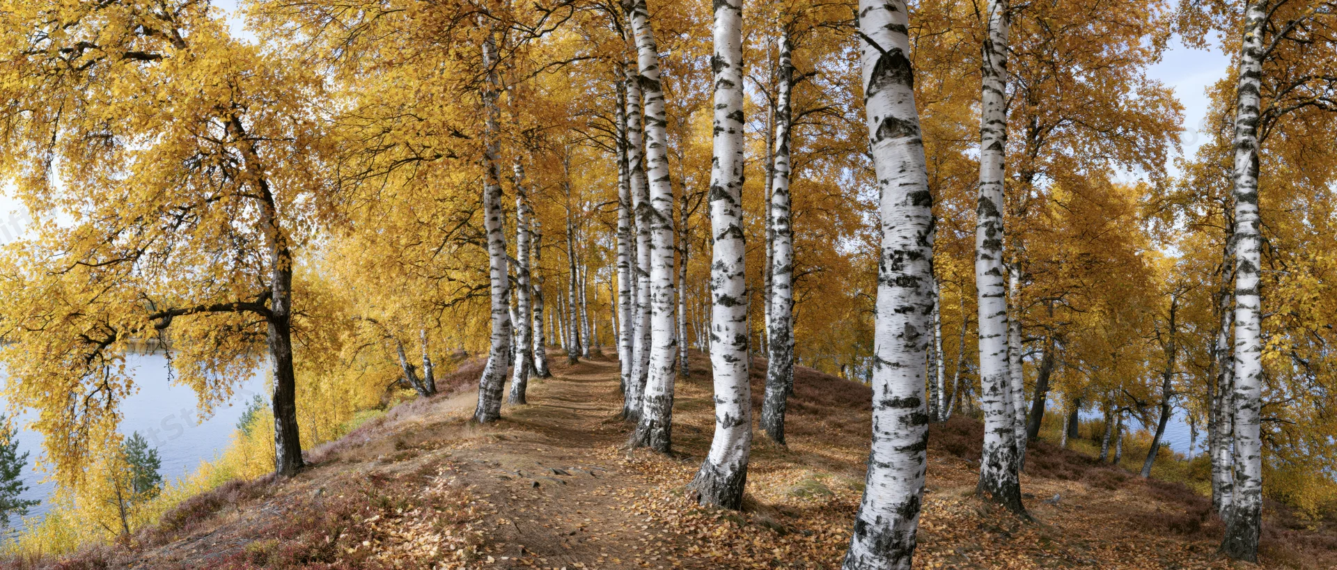 Birch trees with white bark and golden leaves lining a path through a forest near a lake in autumn