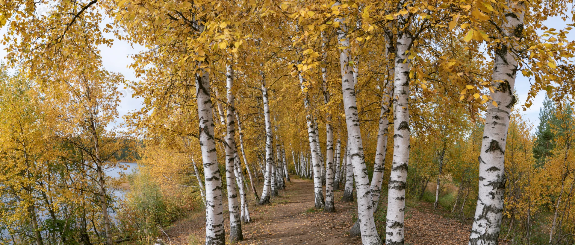 Birch trees with white bark and yellow leaves lining a path through a forest in autumn