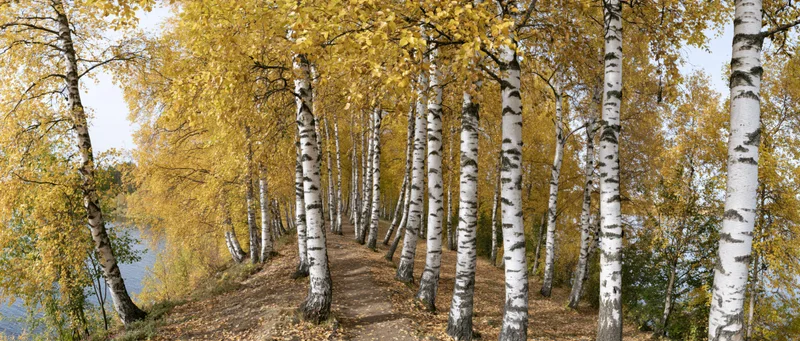 Birch trees lining a path through a forest in autumn beside a river