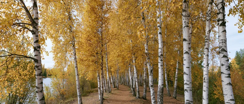 Birch trees lining a pathway in autumn forest with golden leaves and white trunks