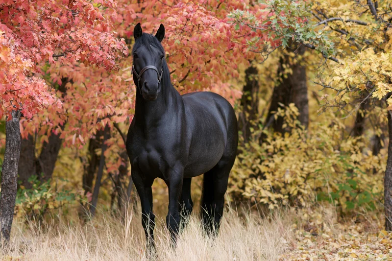 Black horse standing alert in autumn forest with colorful foliage and dry grass