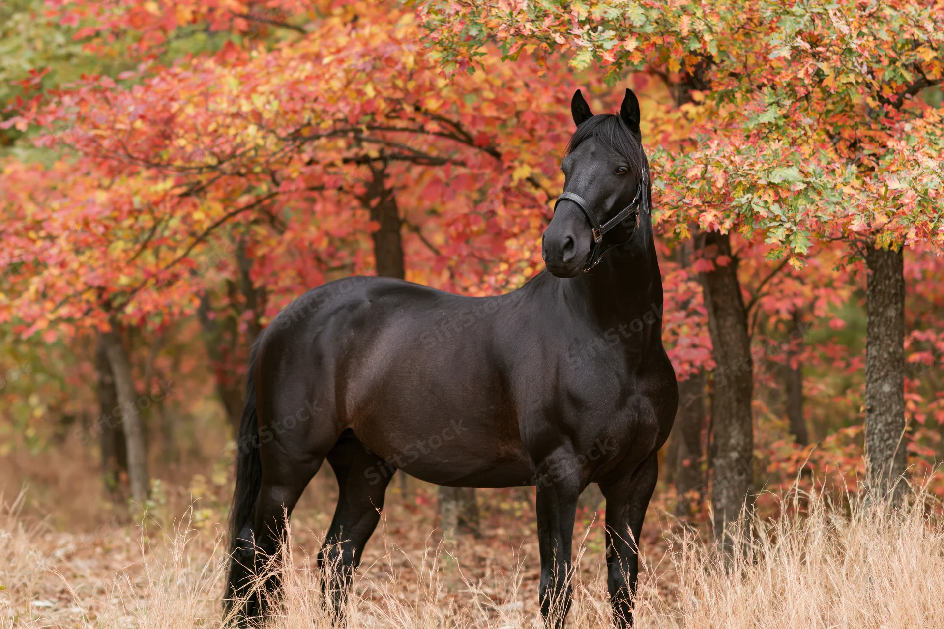 Black horse standing alert in autumn forest with colorful foliage