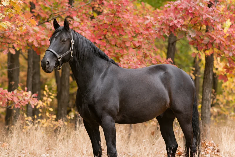 Black horse standing alert in autumn forest with red and orange foliage