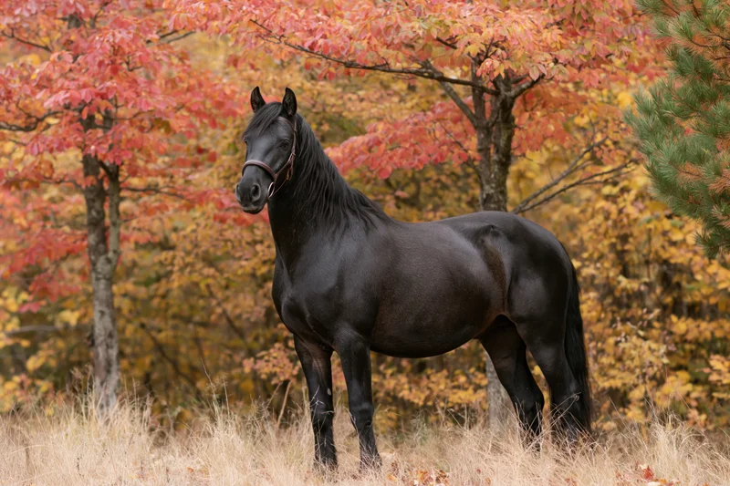 Black horse standing alert in a field with autumn trees in the background