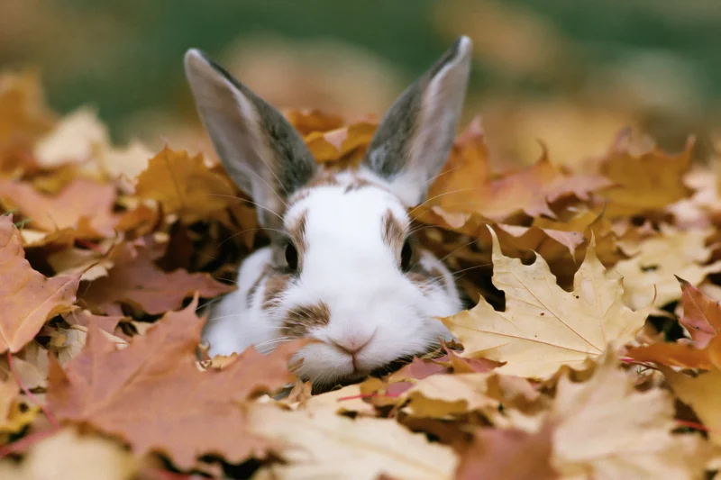White and brown domestic rabbit peeking from a pile of autumn maple leaves on the ground