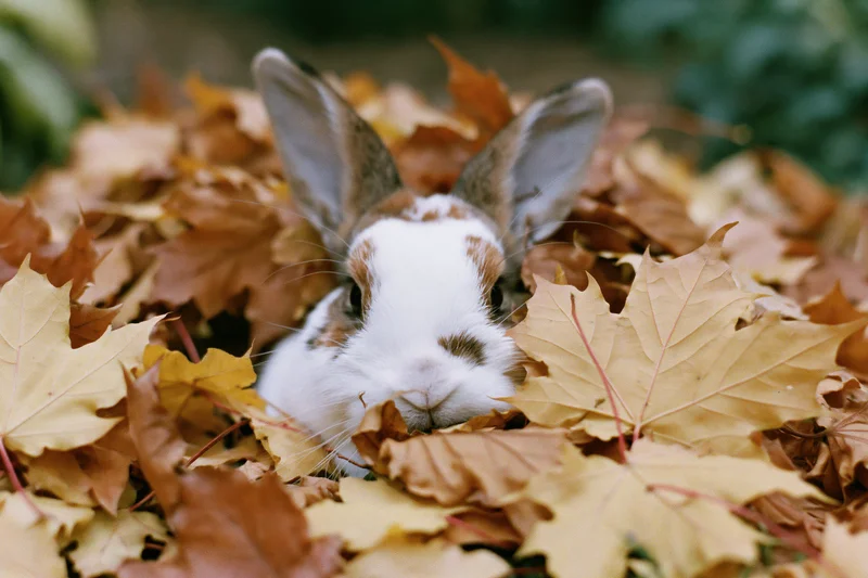 Brown and white rabbit peeking from a pile of autumn leaves in a garden