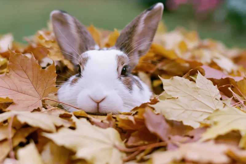 White and brown domestic rabbit peeking from a pile of autumn leaves in a garden