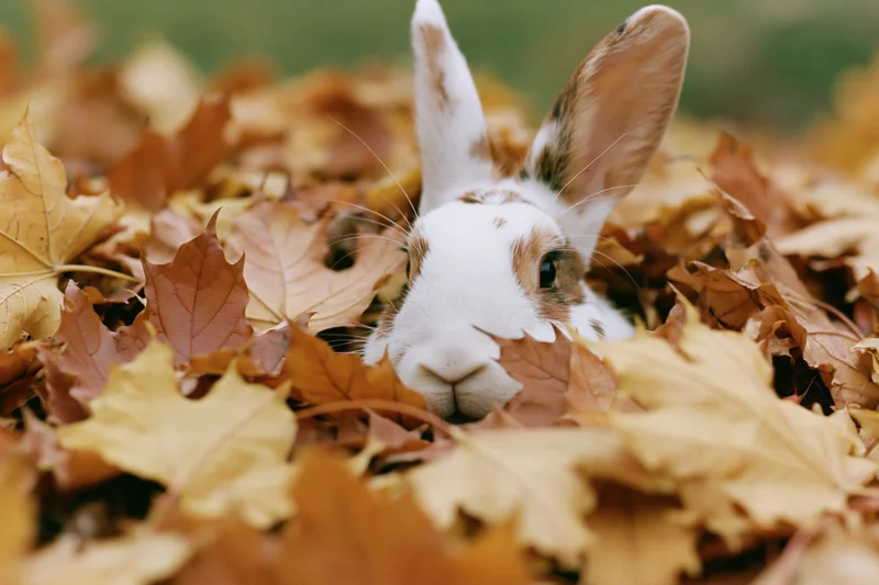 White and brown rabbit peeking from a pile of autumn leaves outdoors