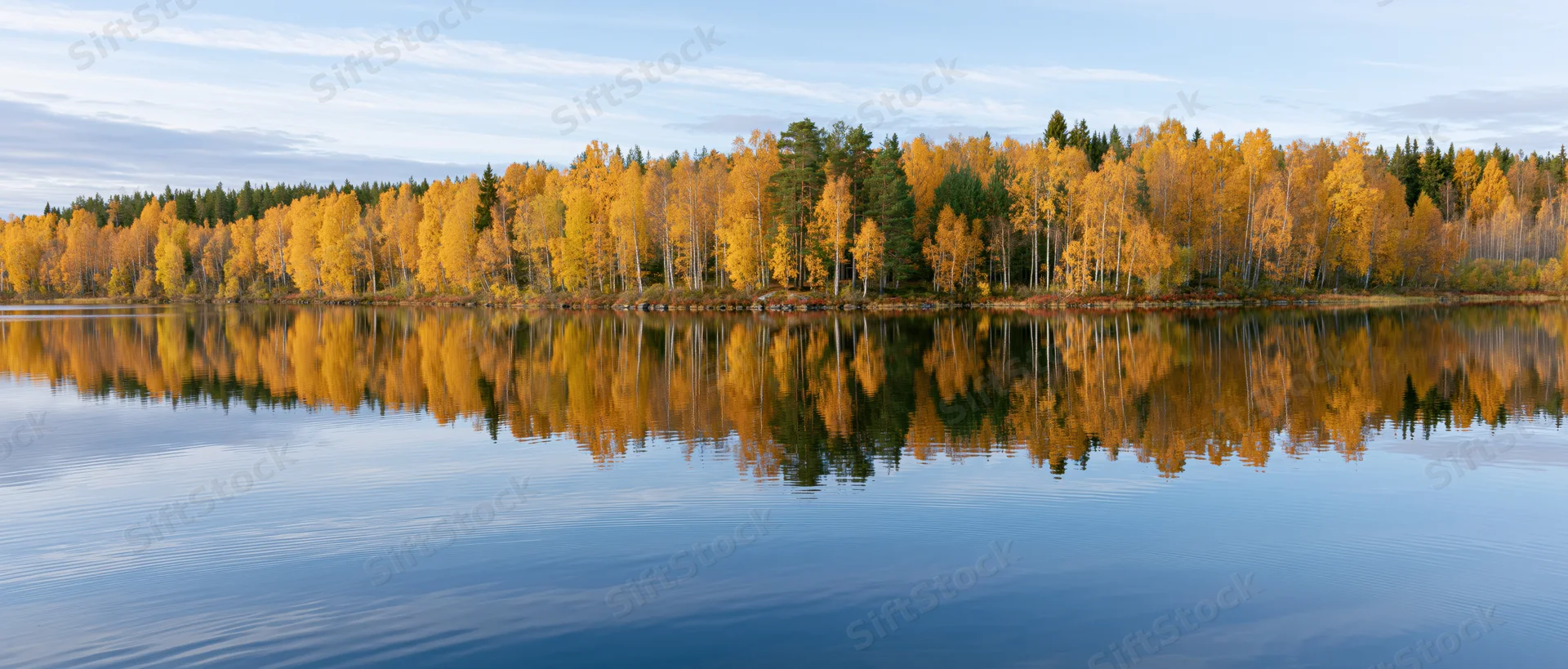 Calm lake reflecting golden birch and pine trees along the shoreline in autumn Finland