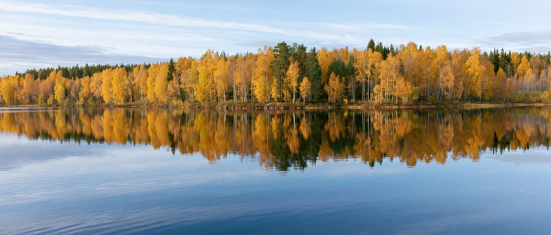 Calm lake reflecting golden birch and pine trees along the shoreline in autumn Finland
