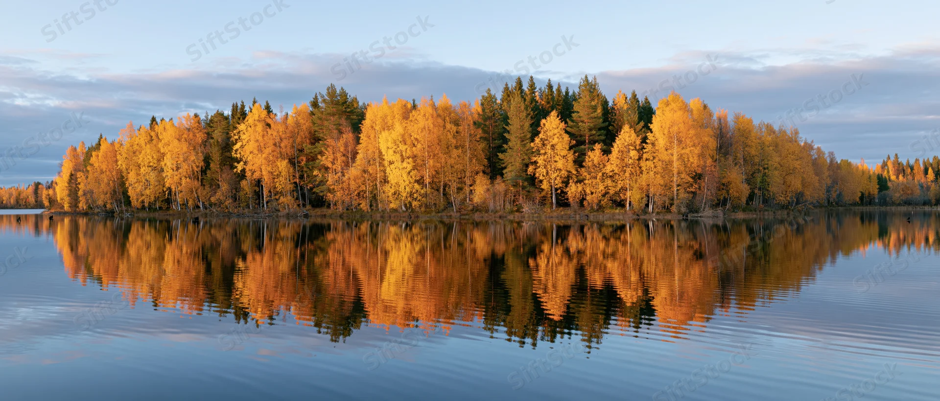 Calm lake reflecting golden birch and pine trees along the shoreline in autumn Finland