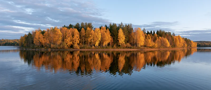 Autumn forest of birch and pine trees reflected in calm lake water