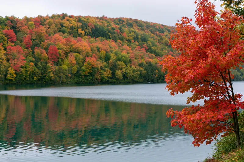 Calm lake reflecting dense hillside of peak autumn foliage with red maple tree in foreground