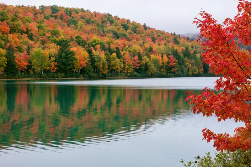 Calm lake reflecting dense hillside of peak autumn foliage with red maple branch in foreground