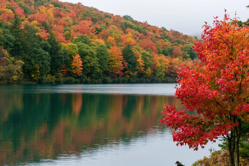 Calm lake reflecting dense hillside of peak autumn foliage