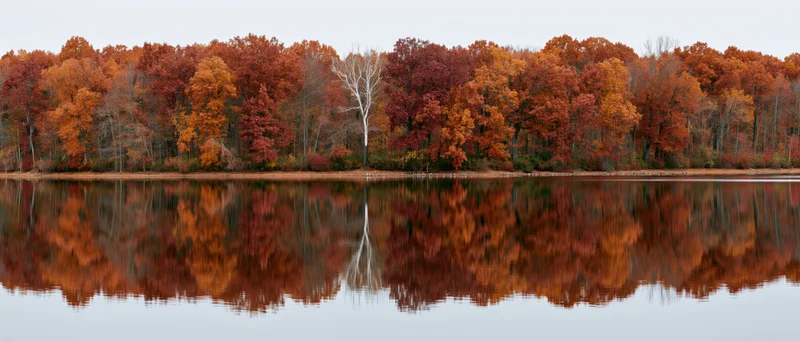 Calm lake reflecting dense treeline of peak autumn foliage along shoreline