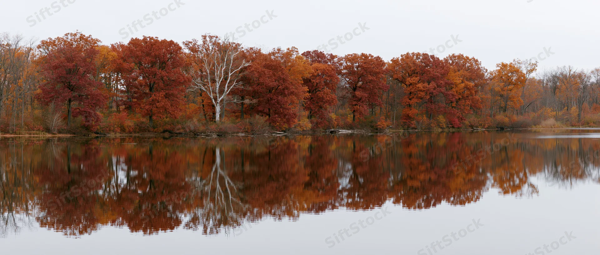Calm lake reflecting dense treeline of peak autumn foliage with birch tree and colorful leaves