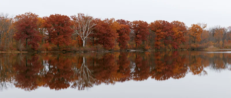Calm lake reflecting dense treeline of peak autumn foliage with birch tree and colorful leaves