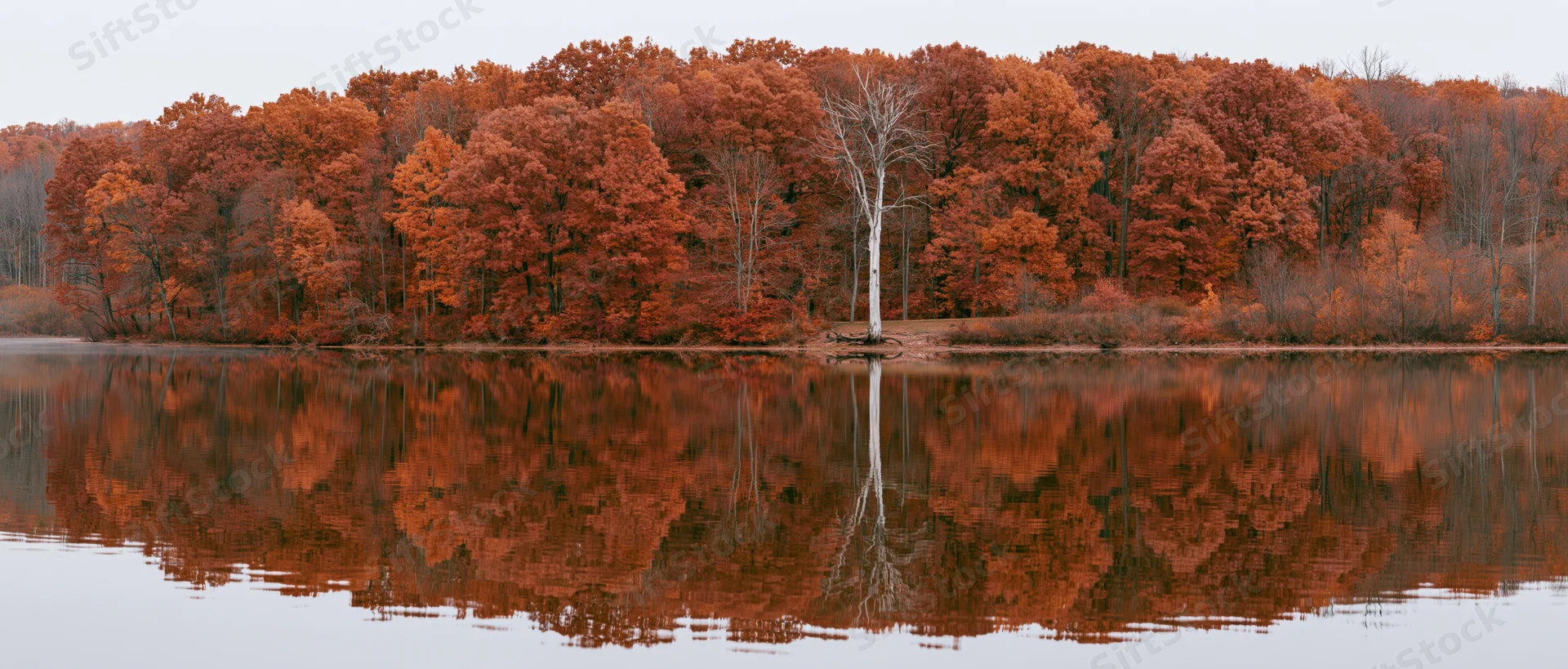 Calm lake reflecting dense treeline of peak autumn foliage with birch tree and still water
