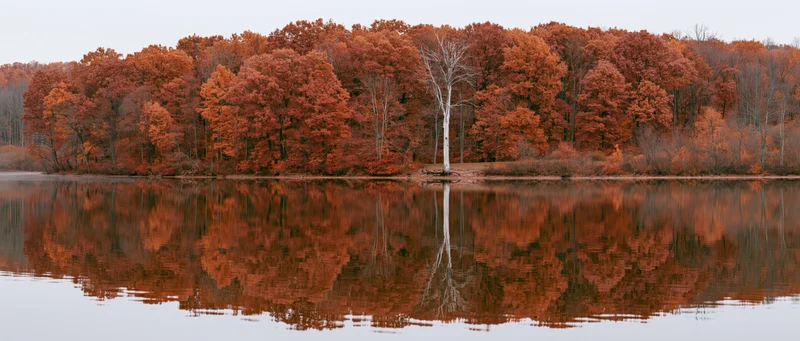 Calm lake reflecting dense treeline of peak autumn foliage with birch tree and still water