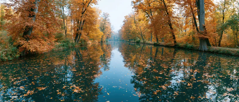 Calm river flanked by tall deciduous trees in peak autumn with fallen leaves floating on the water surface and reflections in the still water