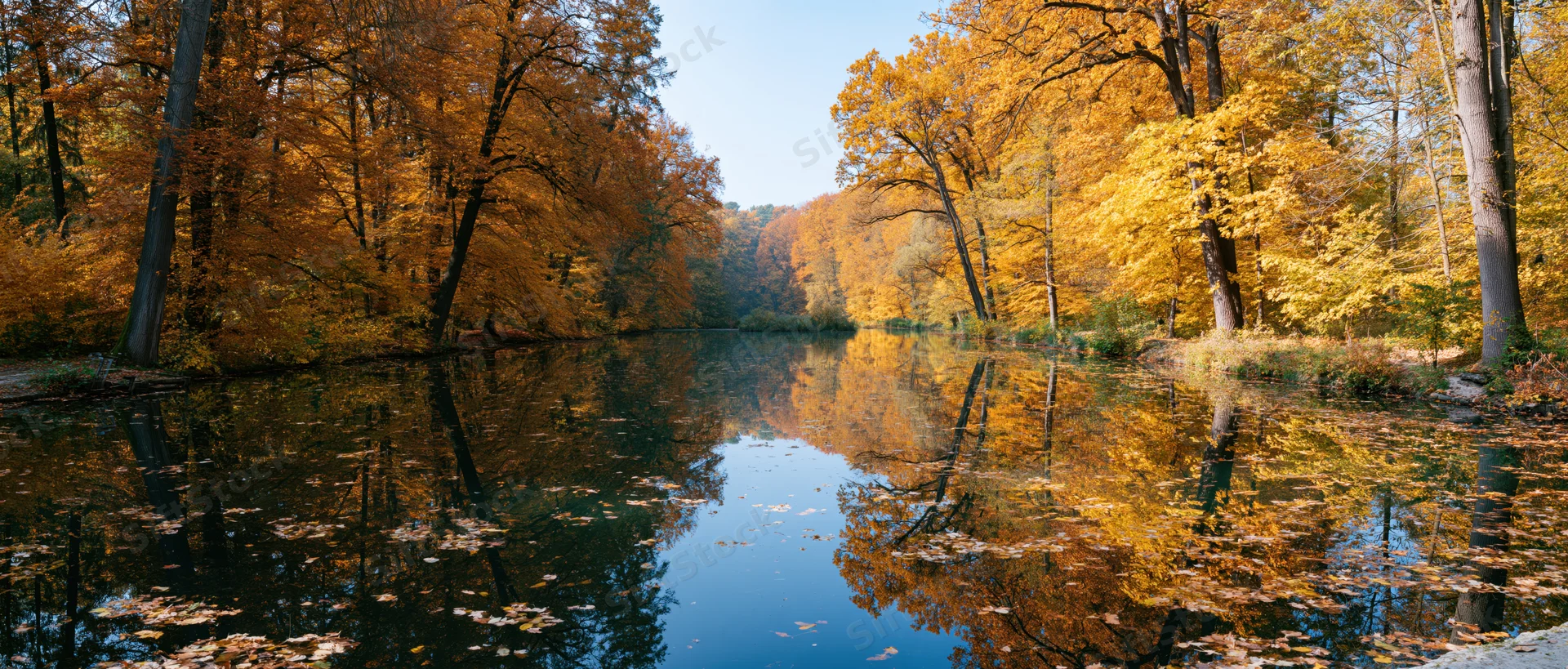 Calm river reflecting golden autumn trees in a forested park