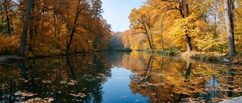 Calm river reflecting golden autumn trees in a forested park