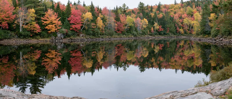 Calm river reflecting dense mixed forest in peak autumn foliage