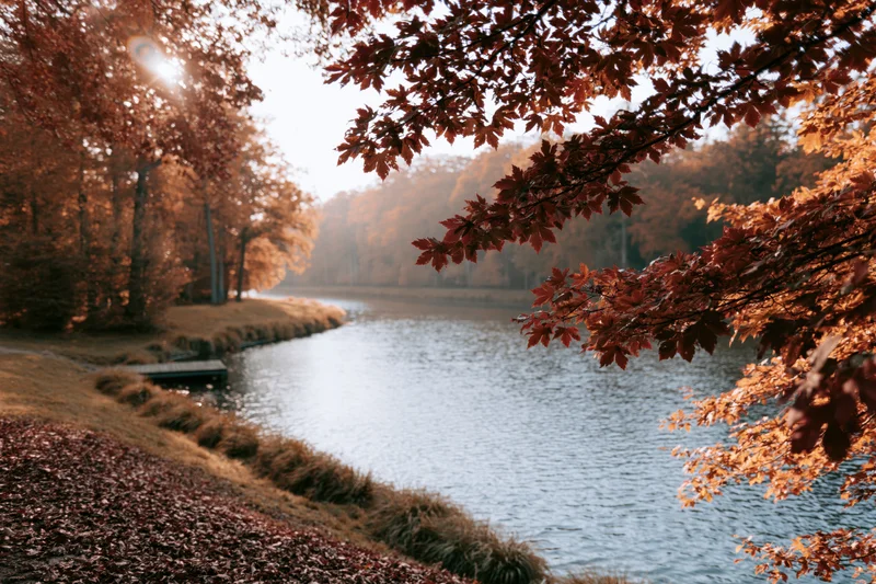 Calm river winding through autumn forest framed by overhanging branches with golden foliage