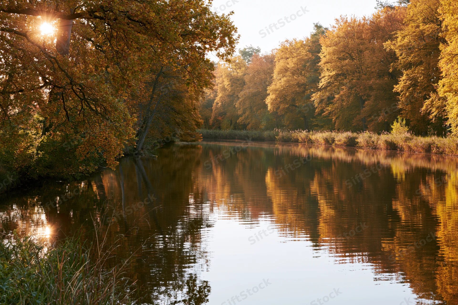 Calm river reflecting golden autumn trees in dense forest